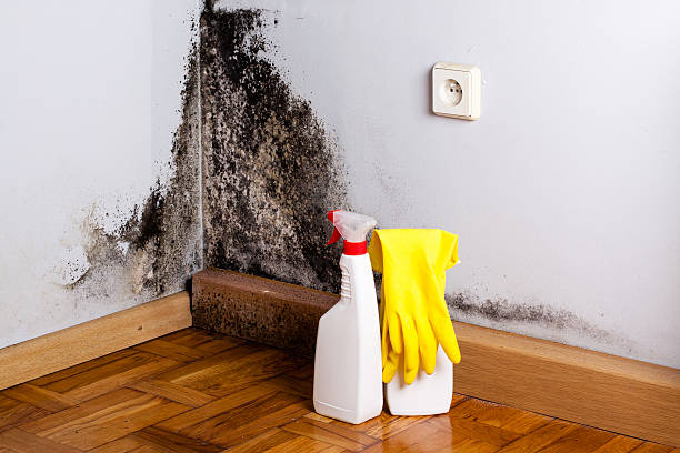 Office Mold Removal Services in New River, AZ